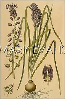 Muscari: PLANTS/MUSCARI SP