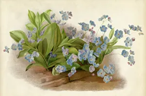 Grandiflora: PLANTS/MYOSOTIS