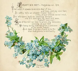 Myosotis: Plants - Myosotis