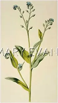 Myosotis: PLANTS/MYOSOTIS ARVENSIS