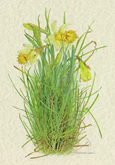 Helga Crouch: PLANTS/NARCISSUS