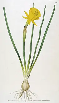 Bulbocodium: Plants - Narcissus - Curtis