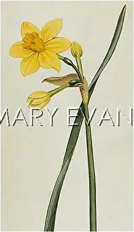 Scented: PLANTS/NARCISSUS ODORUS