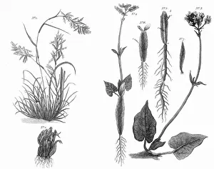 Spikenard: PLANTS/NARDOSTACHYS