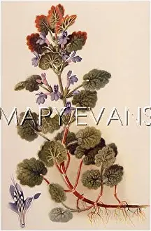 Nepeta: PLANTS/NEPETA GLECHOMA