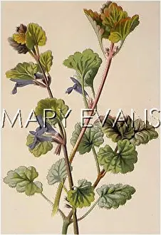 Nepeta: PLANTS/NEPETA GLECHOMA