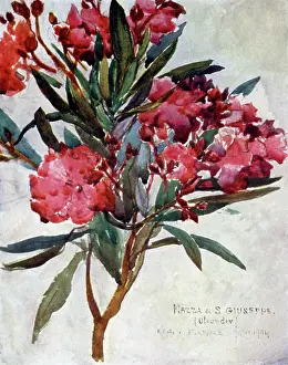 Nerium: PLANTS/NERIUM OLEANDER