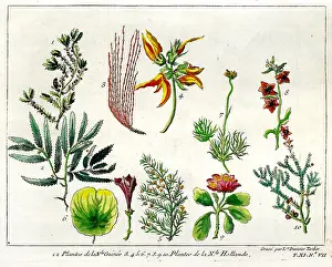 Tardieu: Plants From New Guinea and Australia
