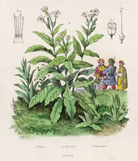 Nicotiana: PLANTS/NICOTIANA