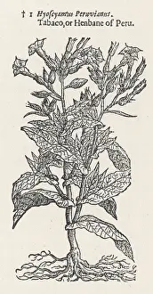 Midst: PLANTS/NICOTIANA TABACUM