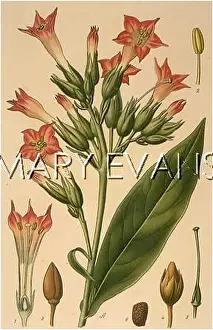 Tabacum: PLANTS/NICOTIANA TABACUM