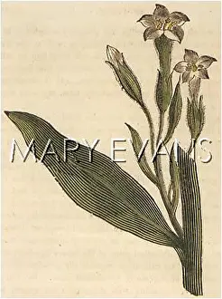 Tabacum: PLANTS/NICOTIANA TABACUM