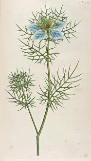 Fennel: Plants - Nigella Damascena