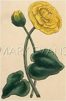 Lutea: PLANTS/NUPHAR LUTEA