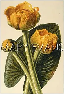 Lutea: PLANTS/NUPHAR LUTEA