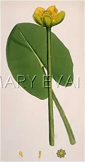 Nuphar: PLANTS/NUPHAR PUMILA