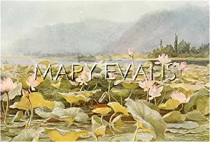 Nymphaea: PLANTS/NYMPHAEA LOTUS