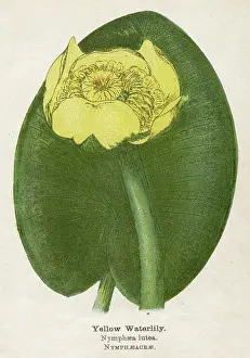 Nymphaea: PLANTS/NYMPHAEA LUTEA
