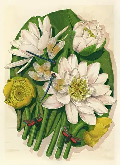 Nymphaea: PLANTS/NYMPHAEA SP