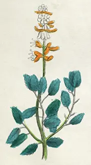 Basilicum: PLANTS/OCIMUM BASILICUM