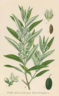 Europaea: PLANTS/OLEA EUROPAEA