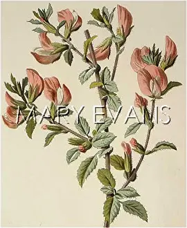 Ononis: PLANTS/ONONIS ARVENSIS