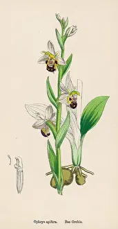 Ophrys: PLANTS/OPHRYS APIFERA