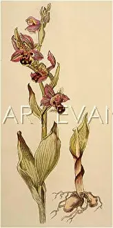Ophrys: PLANTS/OPHRYS APIFERA