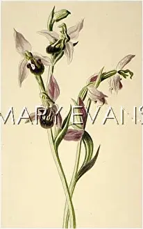 Ophrys: PLANTS/OPHRYS APIFERA