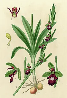Attracts: PLANTS/OPHRYS MUSCIFERA