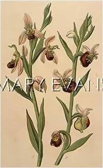 Ophrys: PLANTS/OPHRYS SP