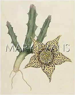 Variegata: PLANTS/ORBEA VARIEGATA