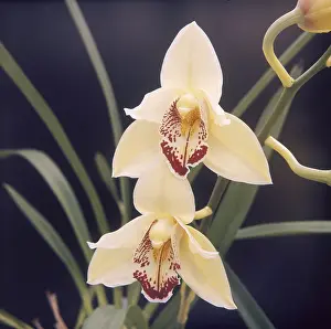 Cymbidium: PLANTS/ORCHID