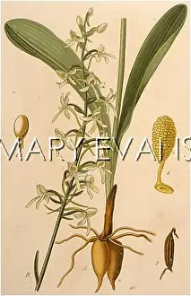 Bifolia: PLANTS/ORCHIS BIFOLIA