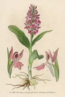 Orchis: PLANTS/ORCHIS LATIFOLIA