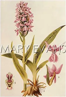 Latifolia: PLANTS/ORCHIS LATIFOLIA