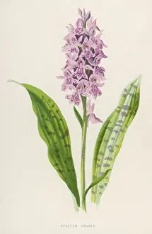 Maculata: Plants - Orchis Maculata