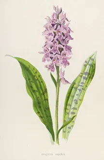 Plants - Orchis Maculata