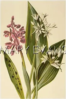 Mascula: PLANTS/ORCHIS MASCULA
