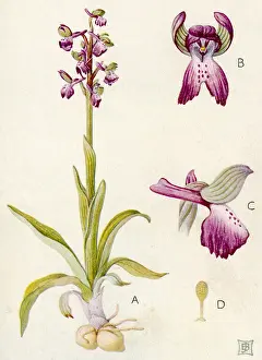 Orchis: PLANTS/ORCHIS MORIO