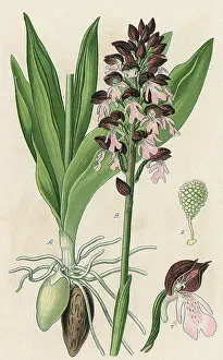 Orchis: PLANTS/ORCHIS PURPUREA