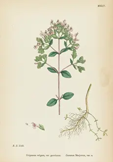 Marjoram: PLANTS/ORIGANUM VULGARE