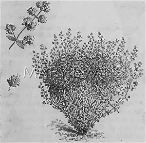 Marjoram: PLANTS/ORIGANUM VULGARE