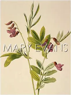 Tuberosus: PLANTS/OROBUS TUBEROSUS