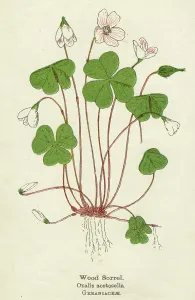 Oxalis: PLANTS/OXALIS ACETOSELLA