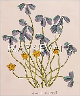 Oxalis: PLANTS/OXALIS ACETOSELLA