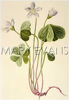 Oxalis: PLANTS/OXALIS ACETOSELLA
