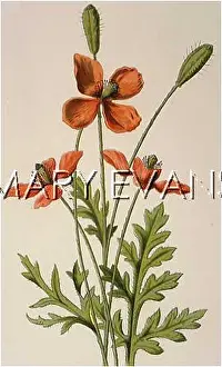 Argemone: PLANTS/PAPAVER ARGEMONE
