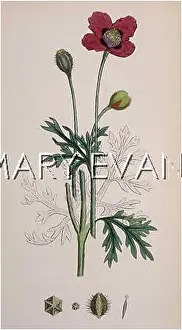 Hybridum: PLANTS/PAPAVER HYBRIDUM