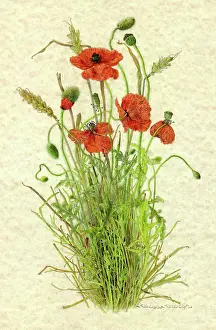 Helga Crouch: PLANTS/PAPAVER RHOEAS
